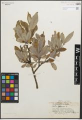 Foto von Salix glauca L.